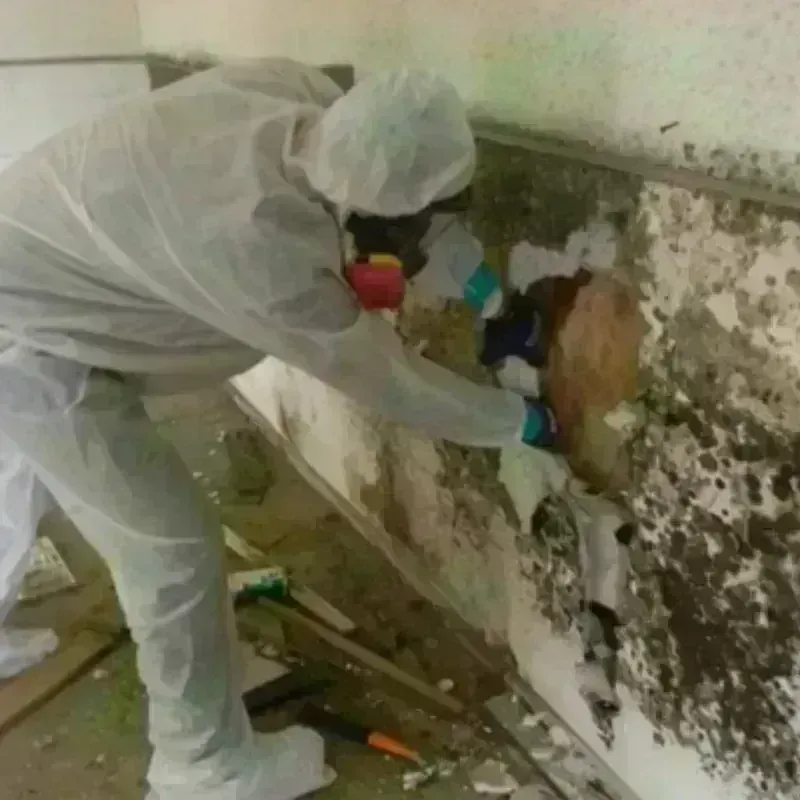 Mold Remediation and Removal in Meraux, LA